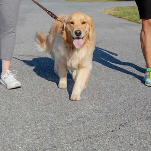 Walking a dog - plan your visit