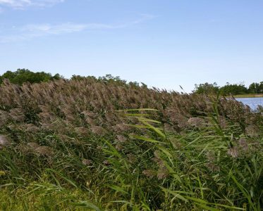 Junction & Breakwater Trail and Gordons Pond Trail Do’s and Don’ts