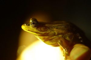 Carpenter Frog