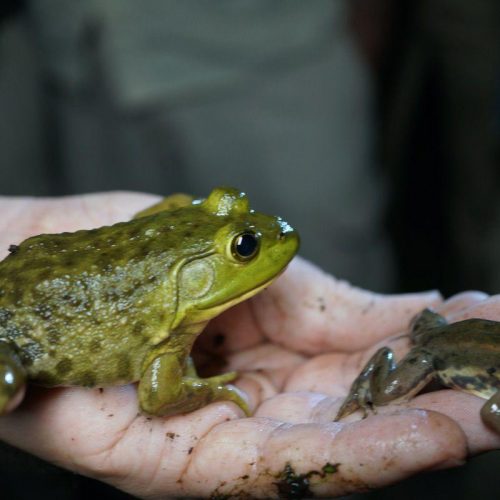 Carpenter Frog and Bull Frog
