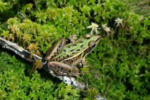 Southern Leopard Frog