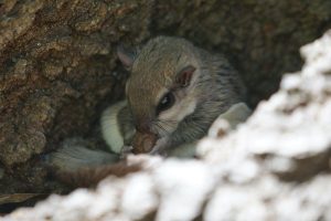 Southern Flying Squirrel