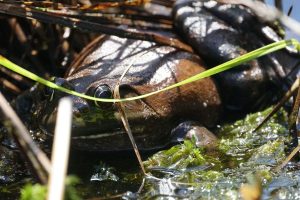 American Bullfrog