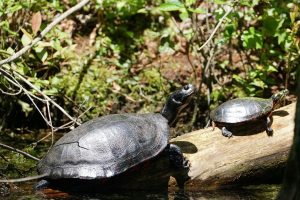 Northern Red-bellied Cooter