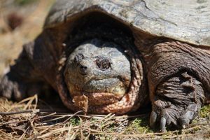 Common Snapping Turtle
