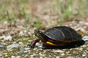 Painted Turtle