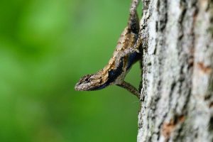 Eastern Fence Lizard