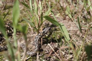 Eastern Hognose Snake