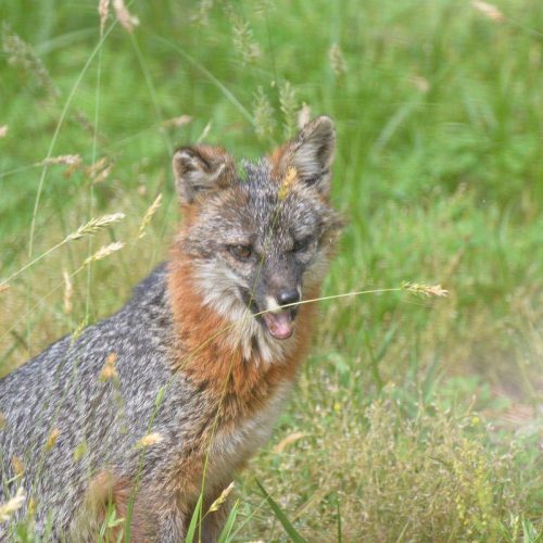 Gray fox looking at camera