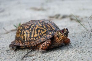 Eastern Box Turtle