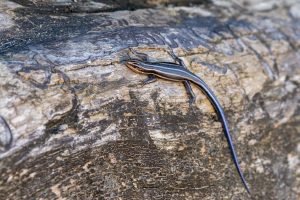 Common Five-lined Skink