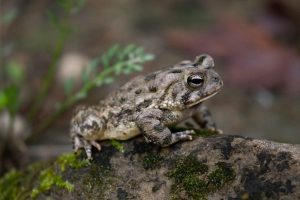 Fowler’s Toad