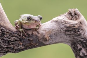 American Green Tree Frog
