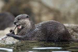 North American River Otter