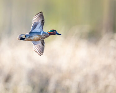 Greenwing Conservation Festival 2024