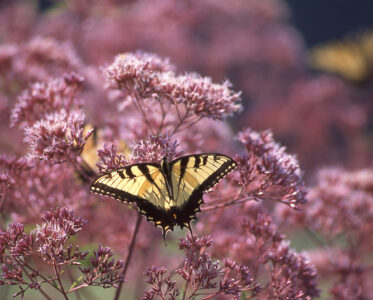 Best Blooming Gardens and Flower Festivals in Southern Delaware