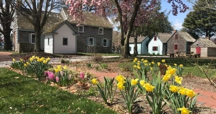 Charming historic buildings surrounded by blooming yellow daffodils, pink flowers, and blossoming trees on a sunny spring day.